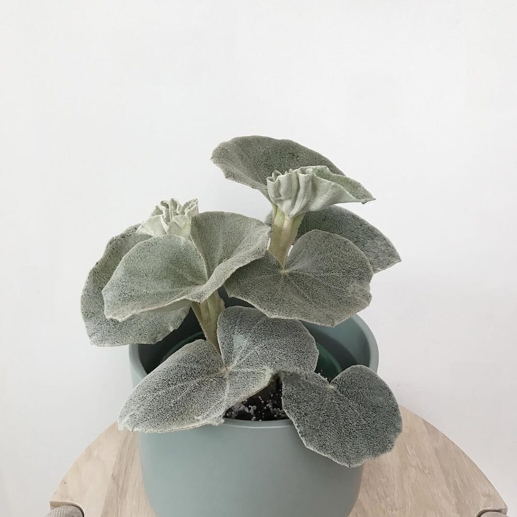 Begonia Venosa