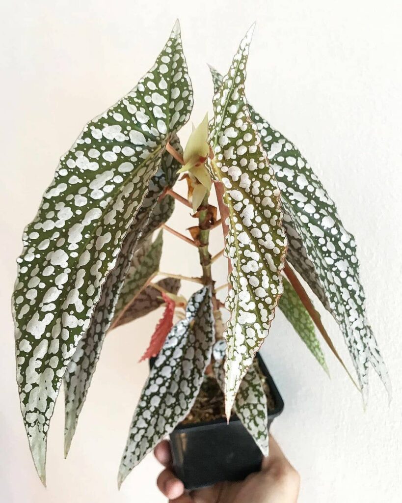 Begonia White Ice