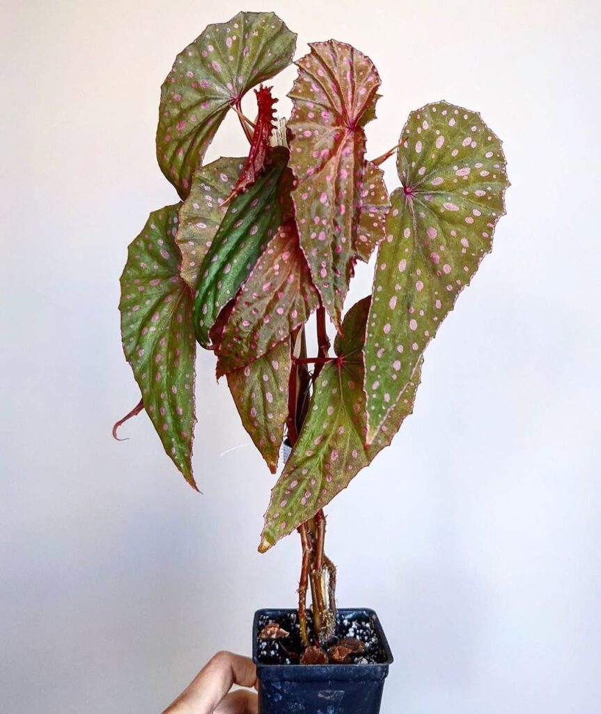 Begonia malachosticta
