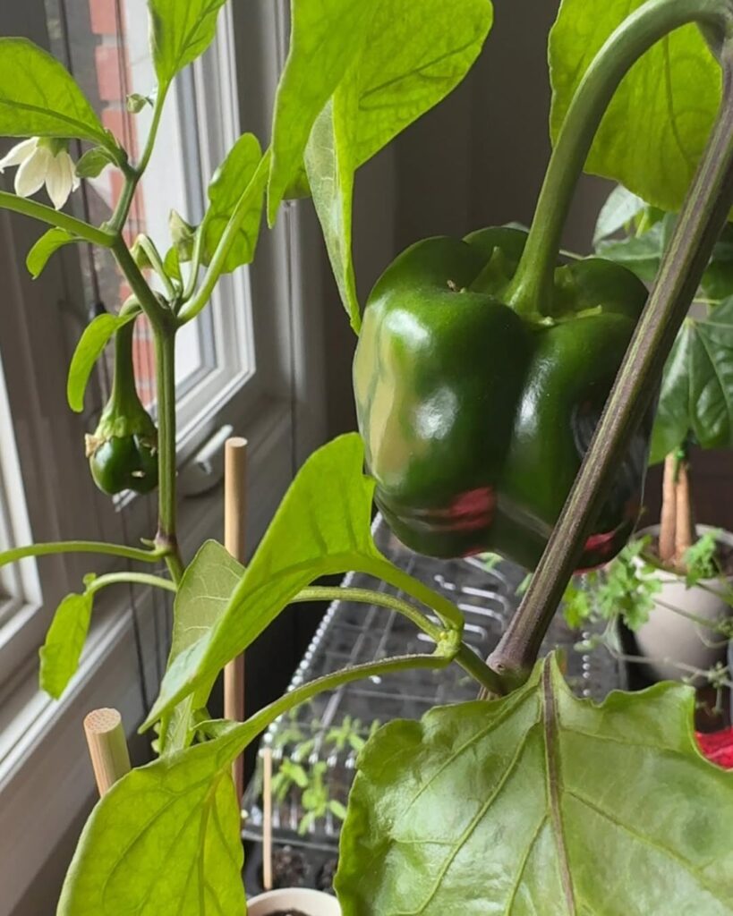 Bell Peppers
