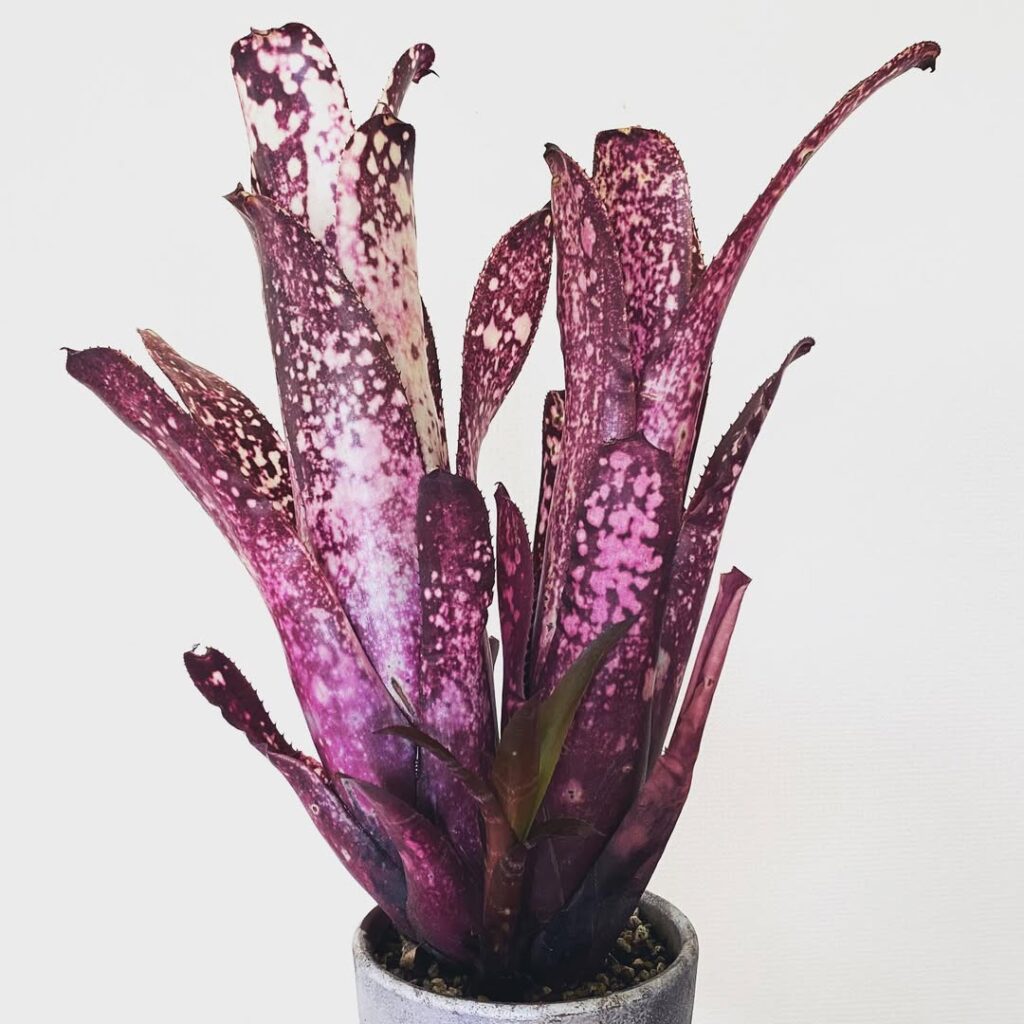 Billbergia Hallelujah