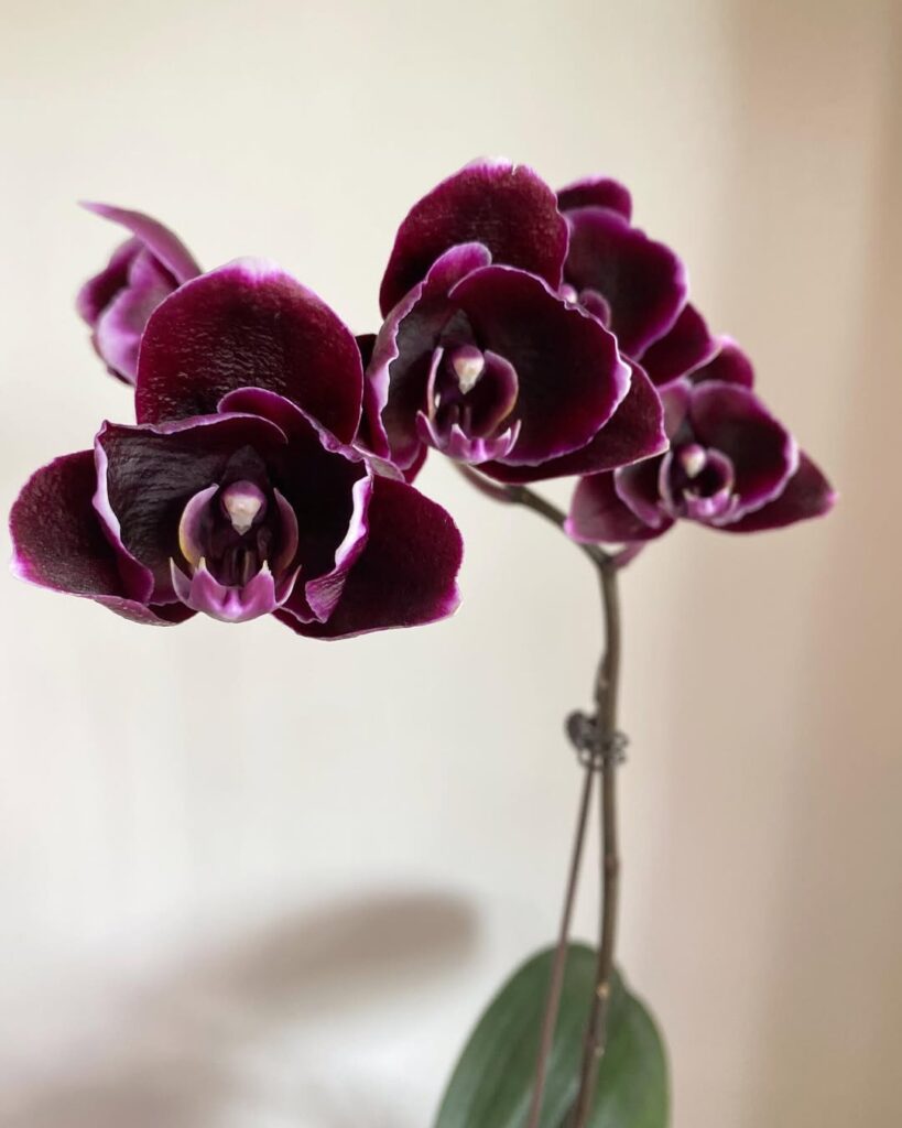 Black Butterfly Orchid