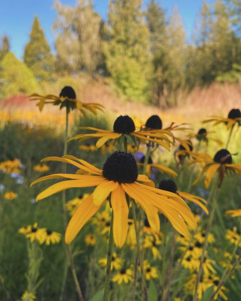 Black Eyed Susans