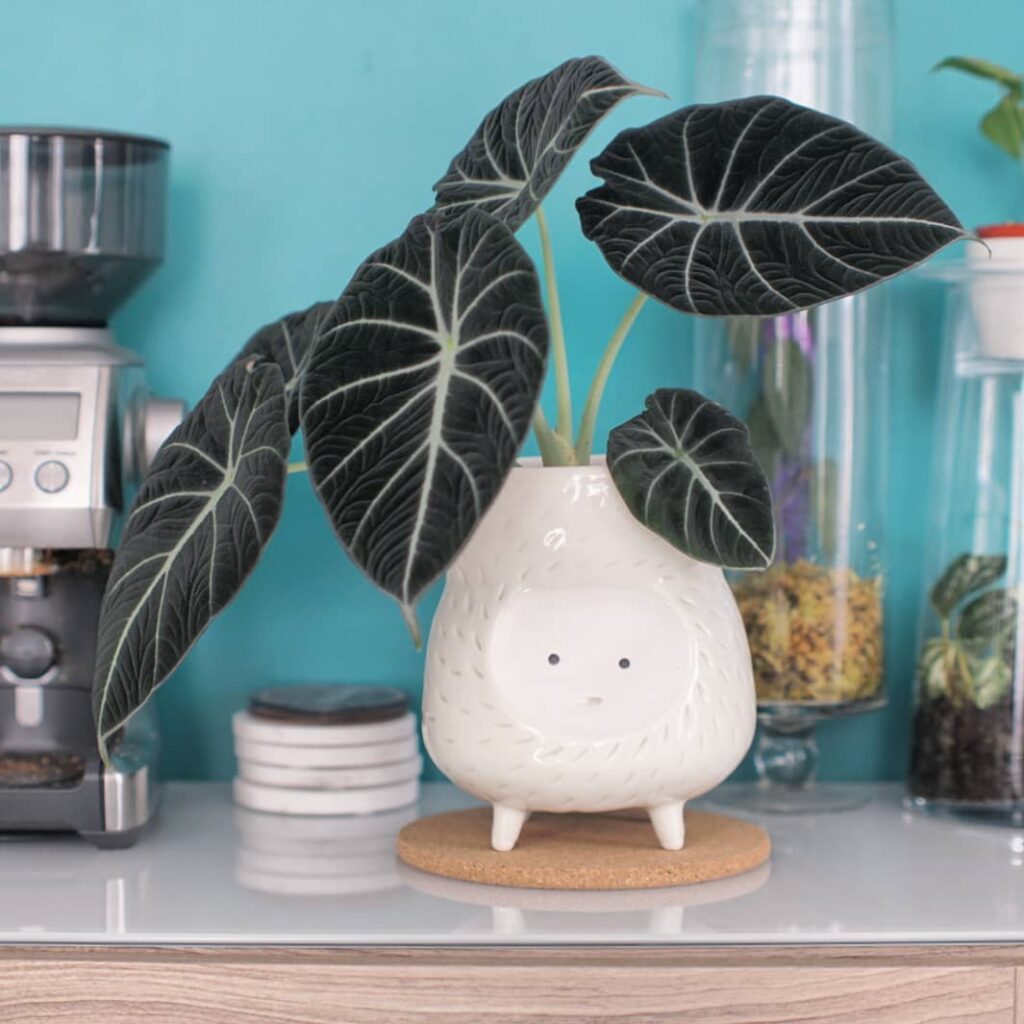 Black Velvet Alocasia