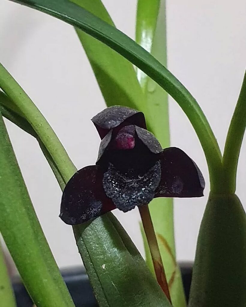 Black Velvet Orchid