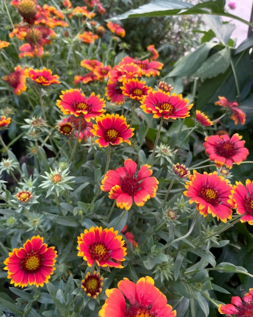 Blanket Flower