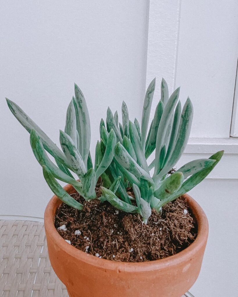Blue Chalksticks