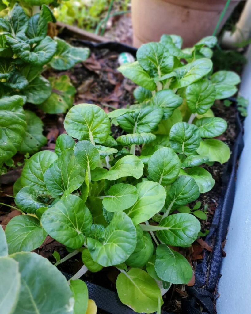 Bok Choy