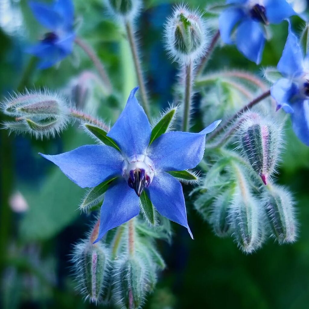 Borage