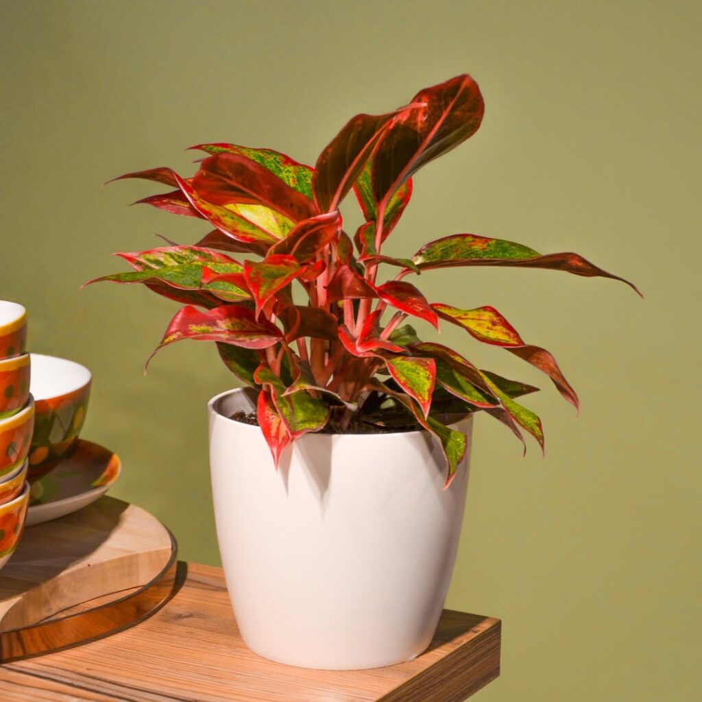Bright Red Chinese Evergreen