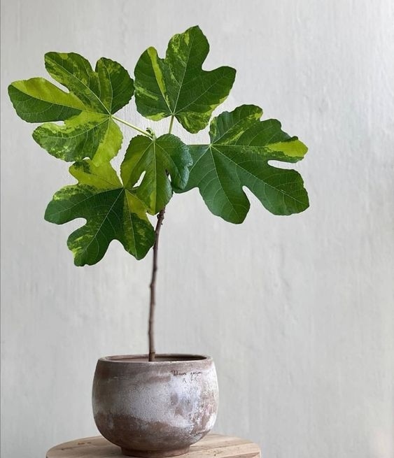 Brown Turkey Fig