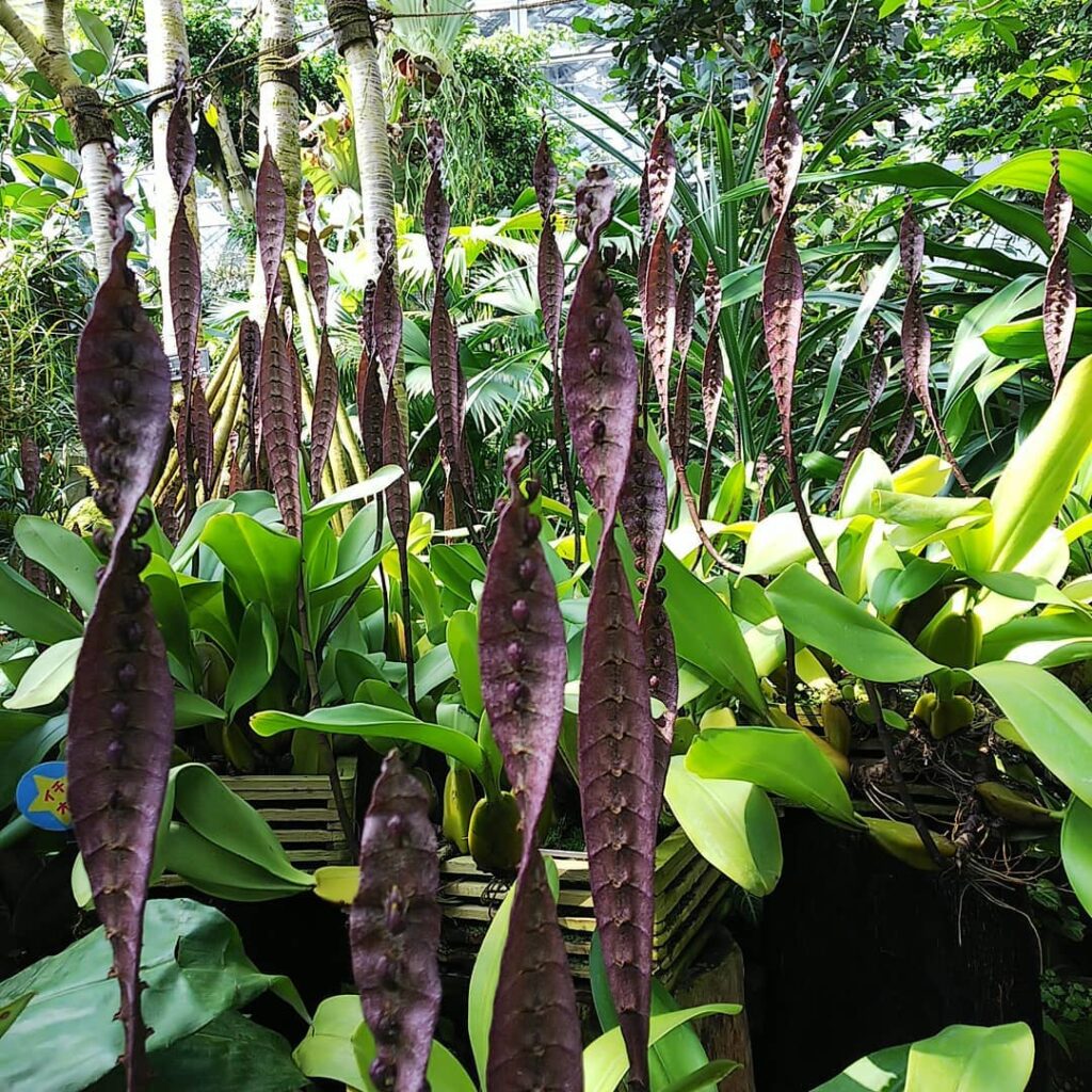 Bulbophyllum purpureorhachis