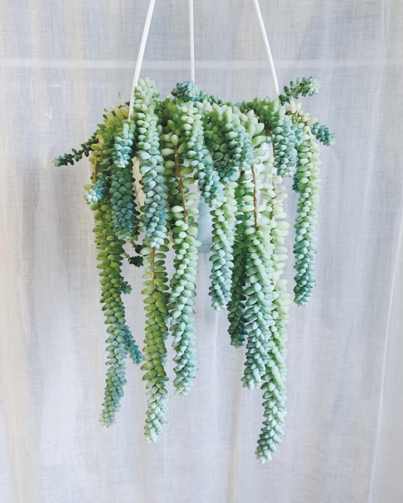 Burros Tail
