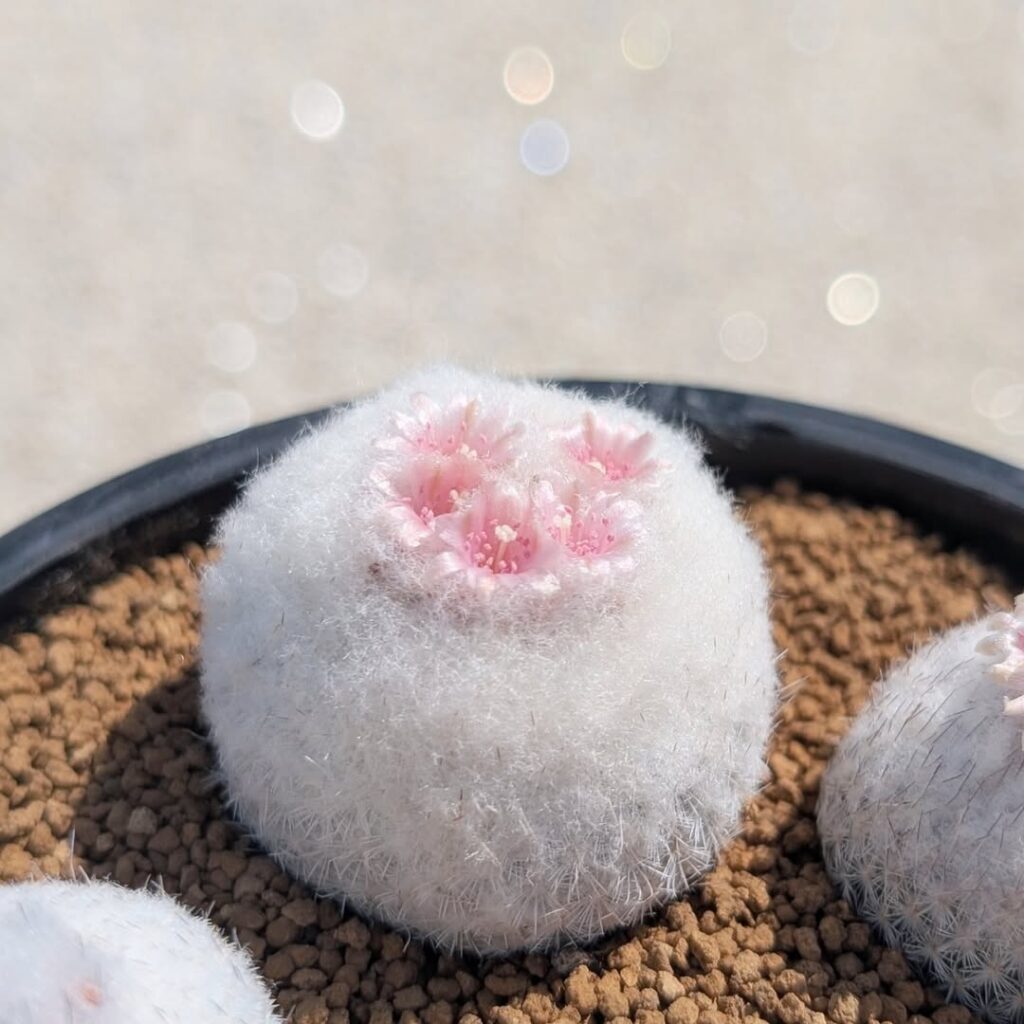 Button Cactus