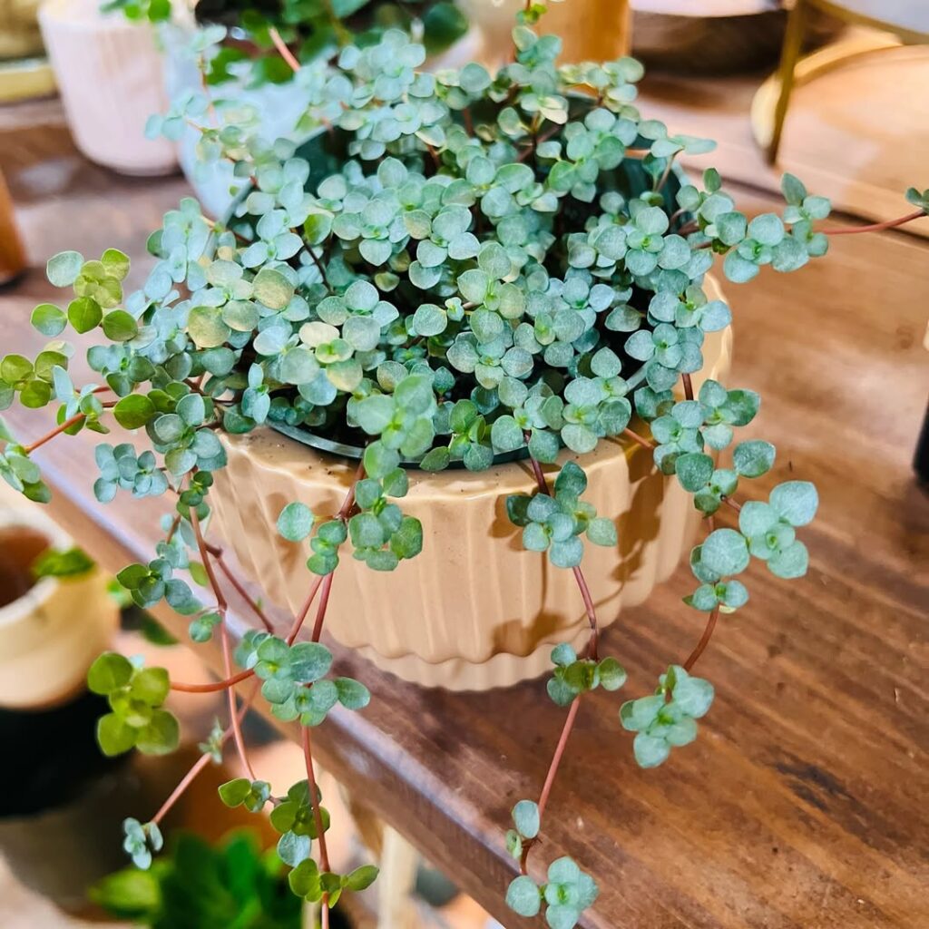 Button Fern