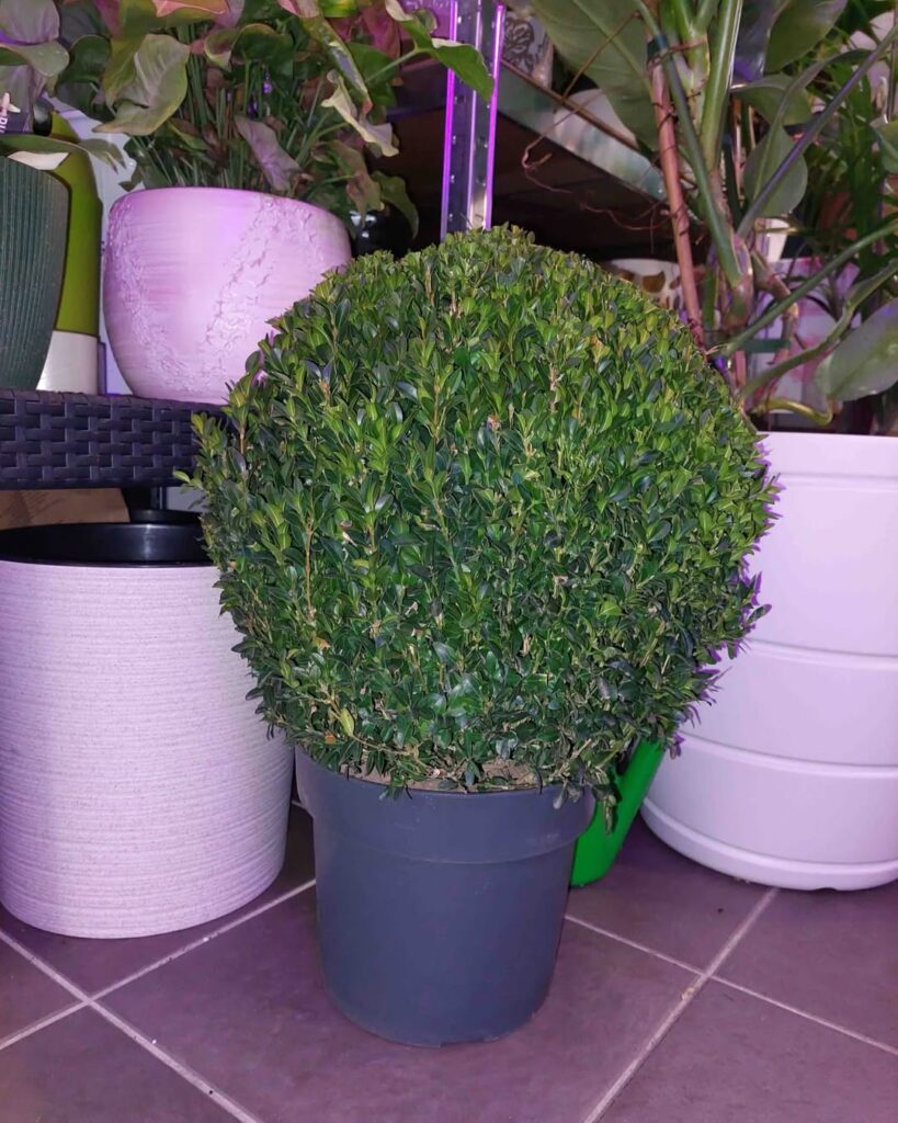 Buxus sempervirens