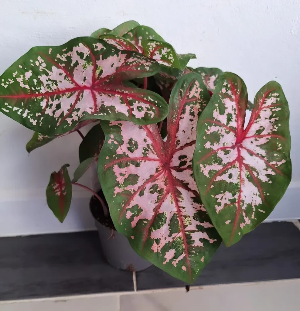Caladium