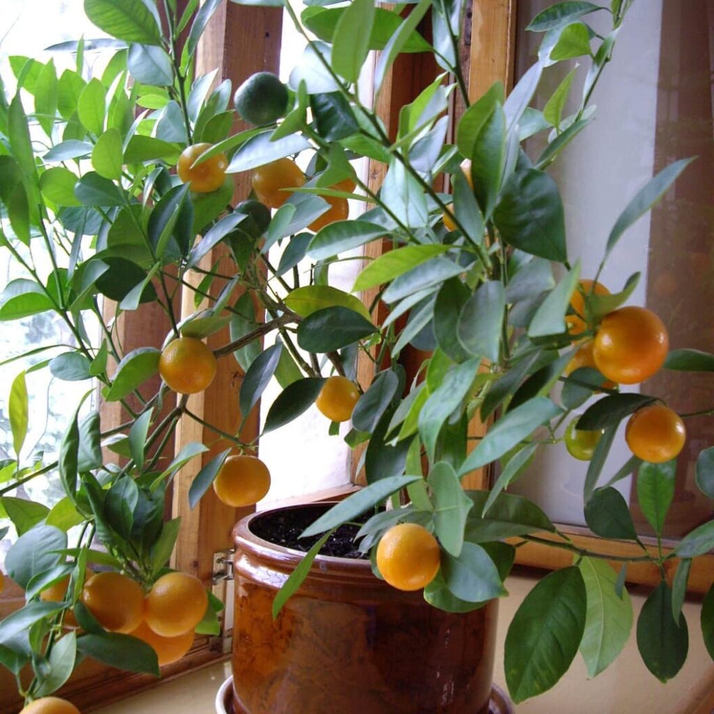 Calamondin Orange Tree