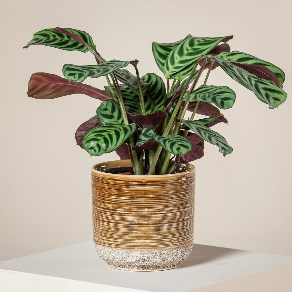 Calathea
