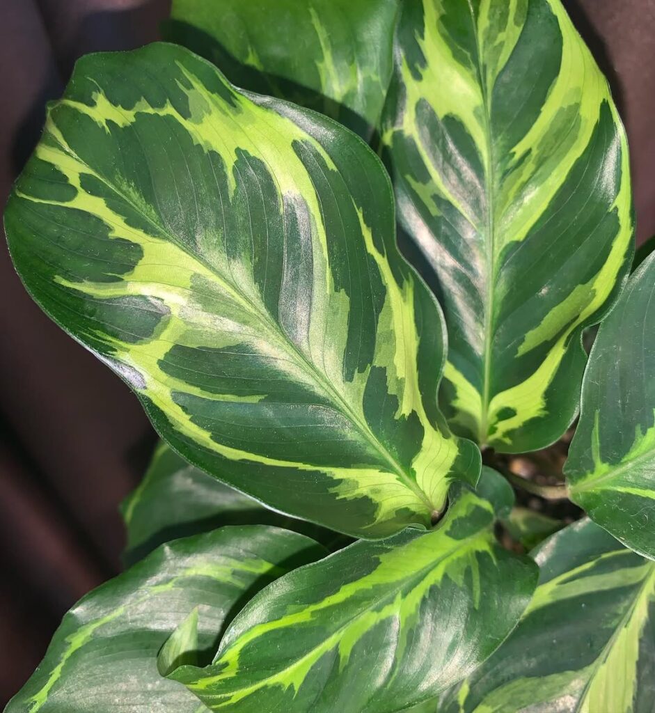 Calathea Electric Shock
