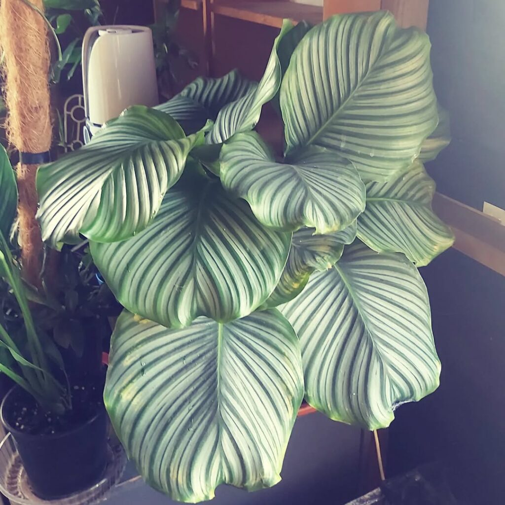 Calathea Orbifolia 1