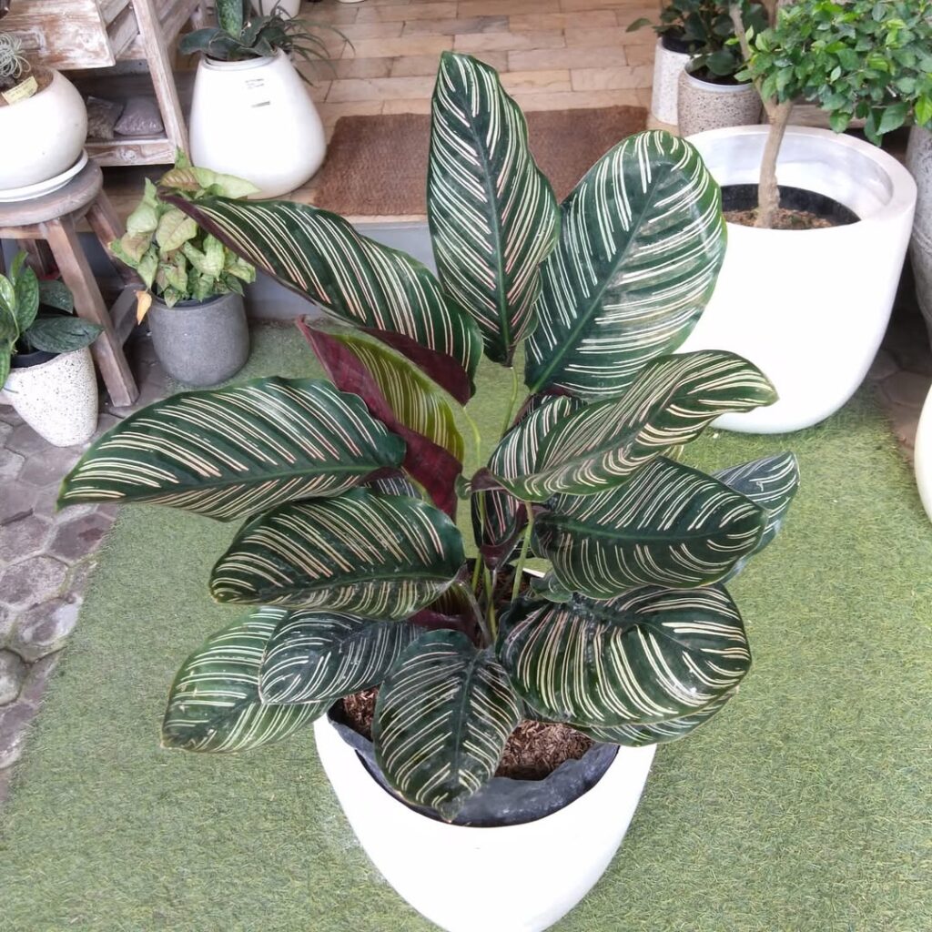 Calathea Ornata