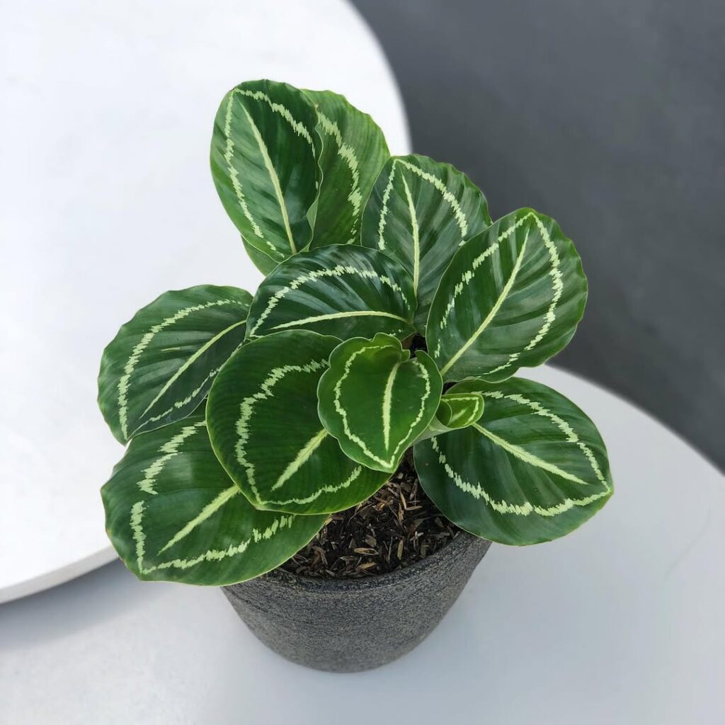 Calathea Roseopicta ‘Green Goddess