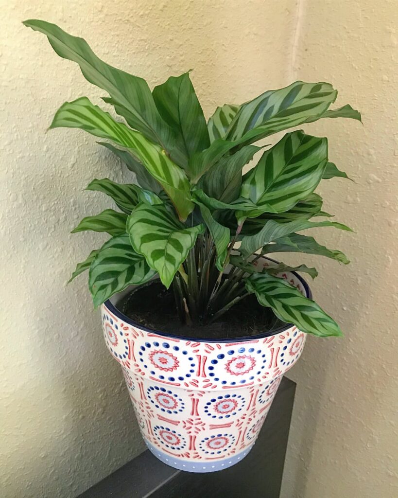 Calathea concinna