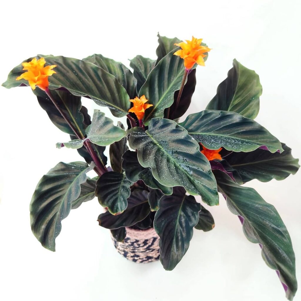 Calathea crocata 1