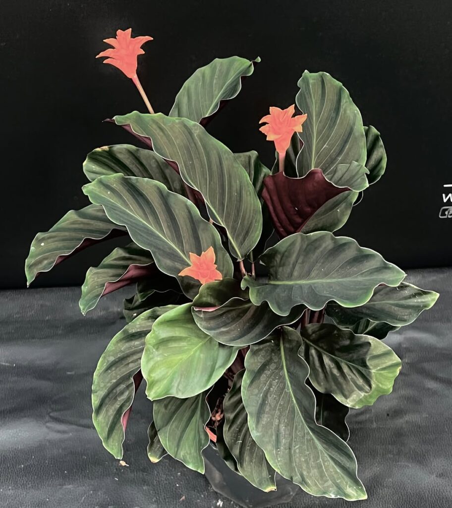 Calathea crocata