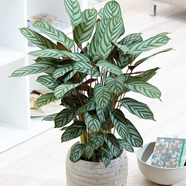 Calathea