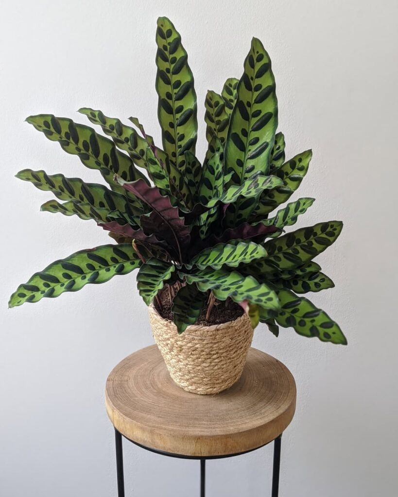 Calathea lancifolia