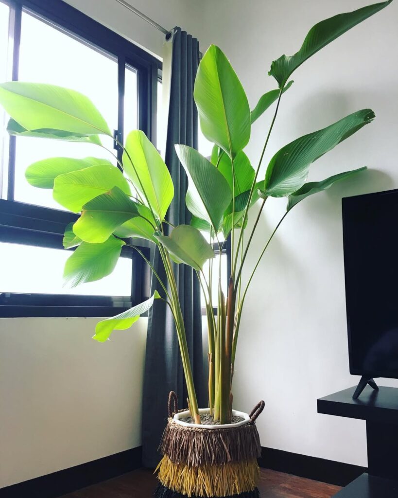 Calathea lutea