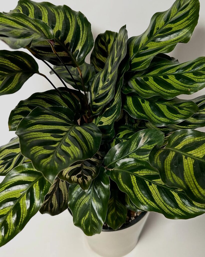 Calathea makoyana
