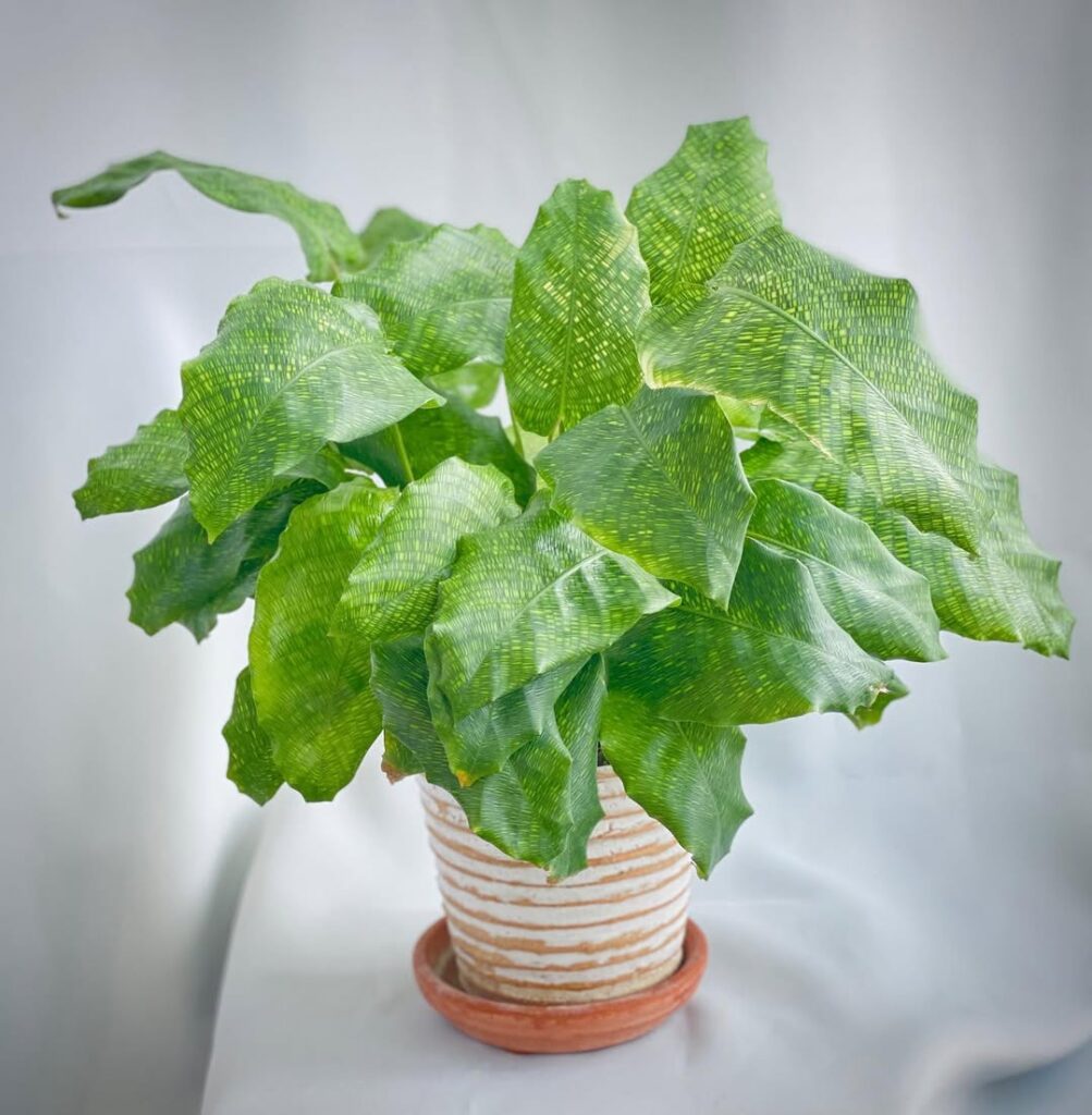 Calathea musaica