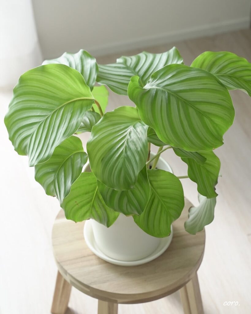 Calathea orbifolia
