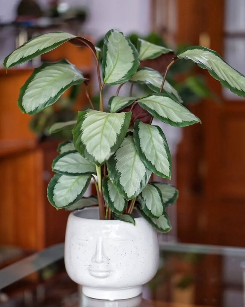 Calathea picturata Argentea
