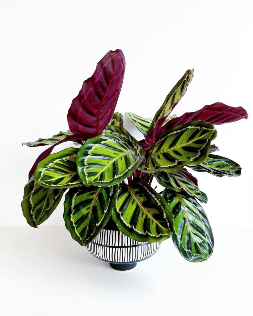 Calathea roseopicta