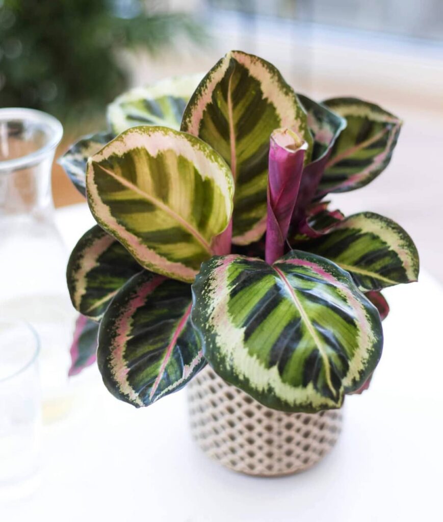 Calathea roseopicta Angela