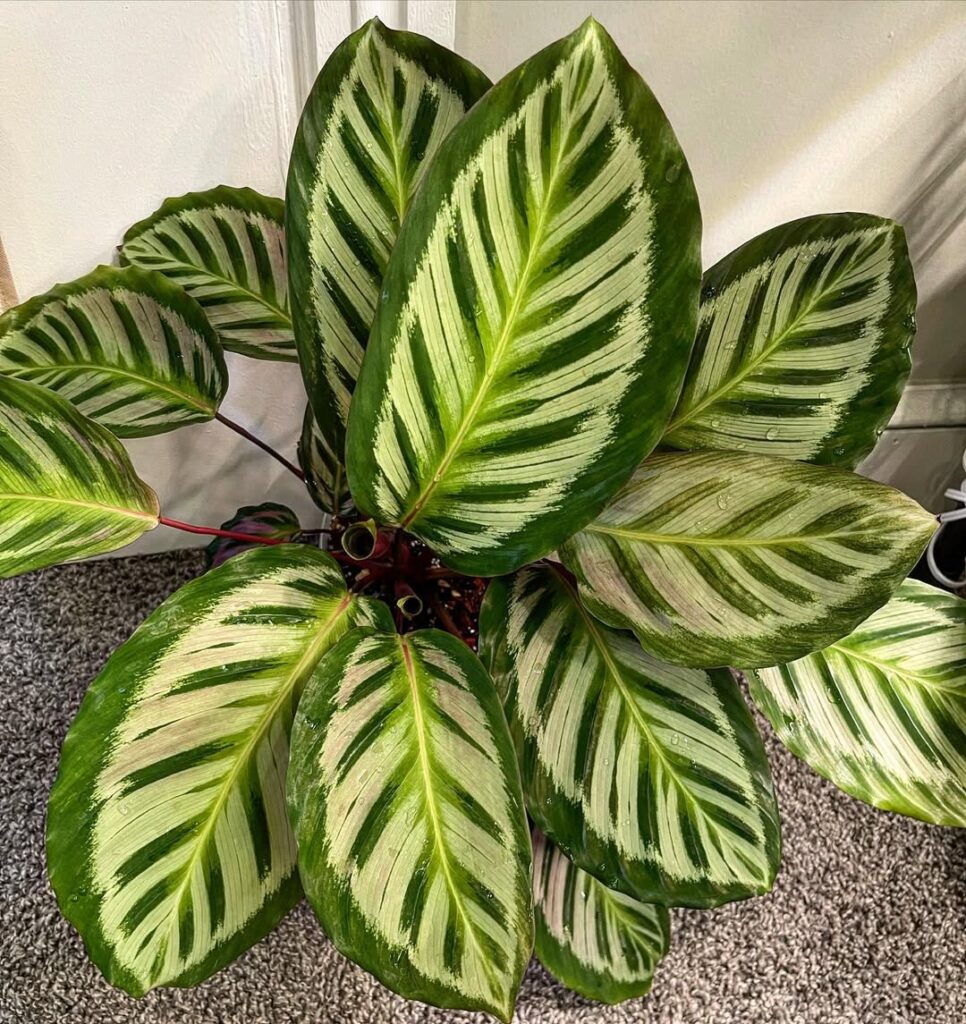 Calathea roseopicta Cora