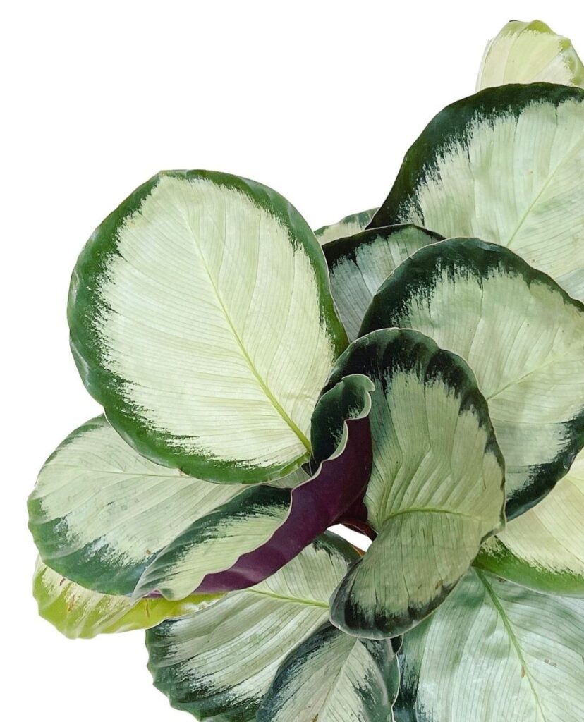 Calathea roseopicta Corona
