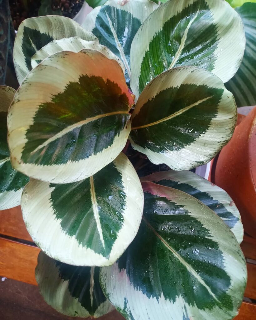 Calathea roseopicta Cynthia
