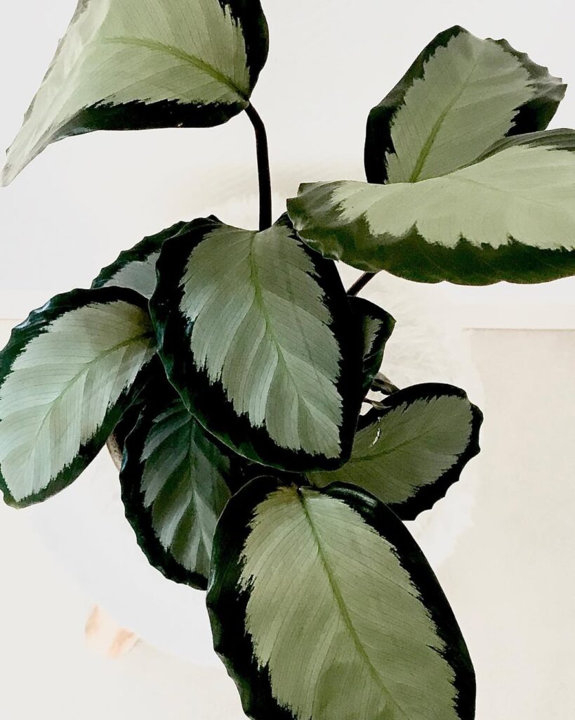Calathea roseopicta Dark Star