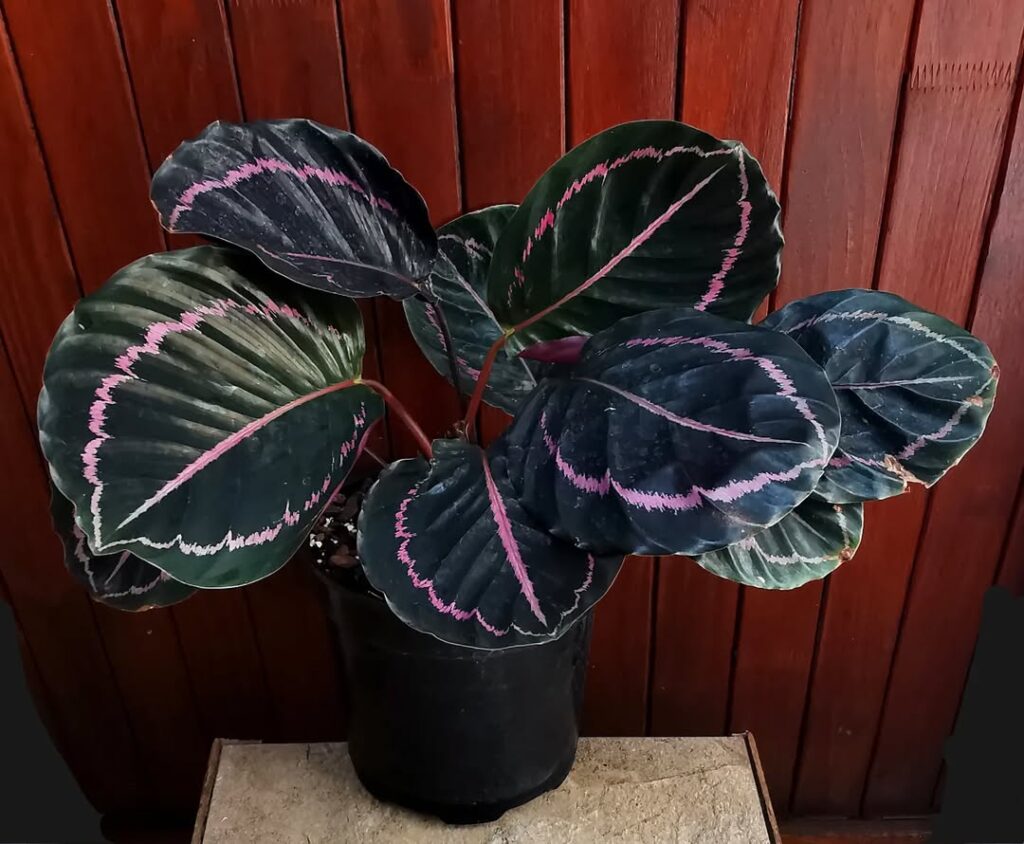 Calathea roseopicta Dottie