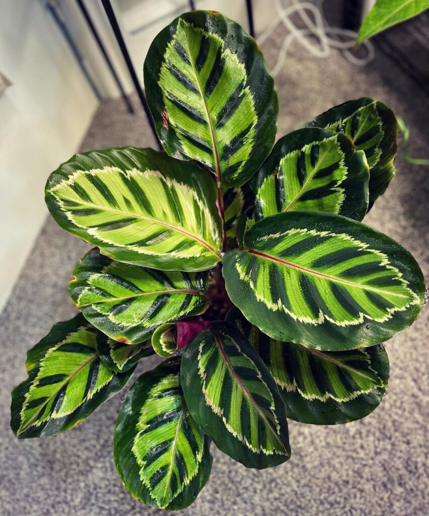 Calathea roseopicta Illustris