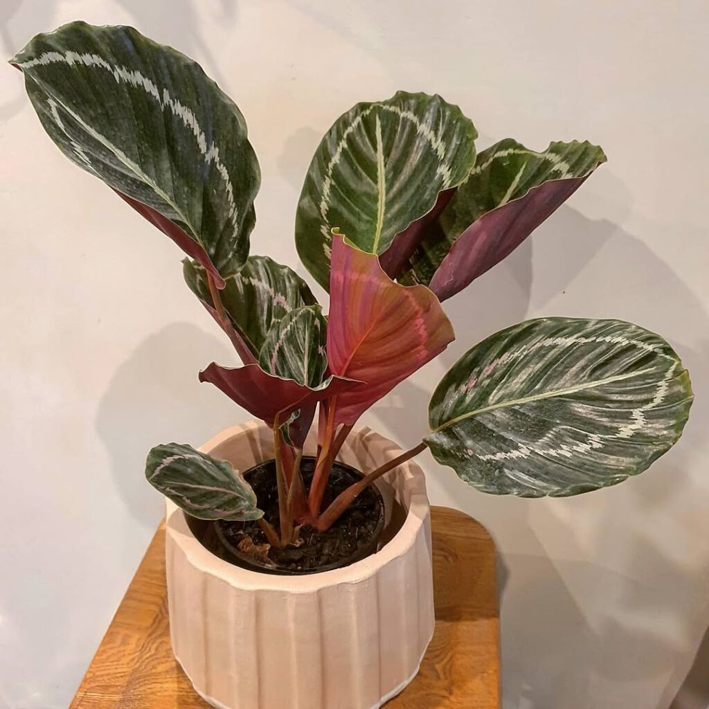 Calathea roseopicta Jungle Rose