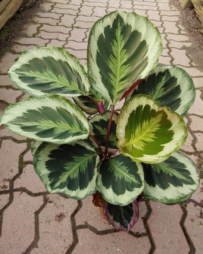 Calathea roseopicta Marion