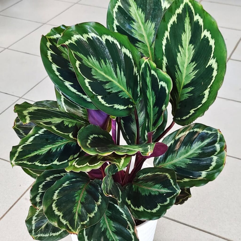 Calathea roseopicta Medallion