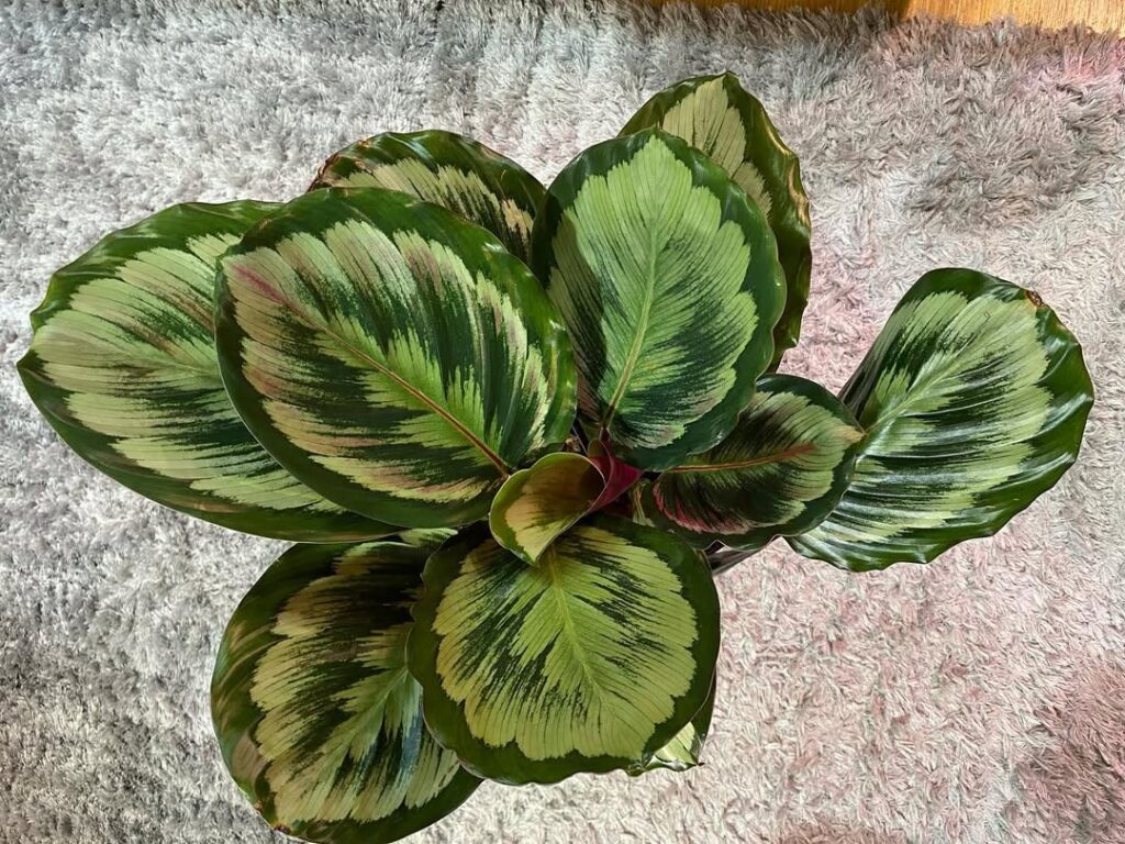Calathea roseopicta Medallion v2