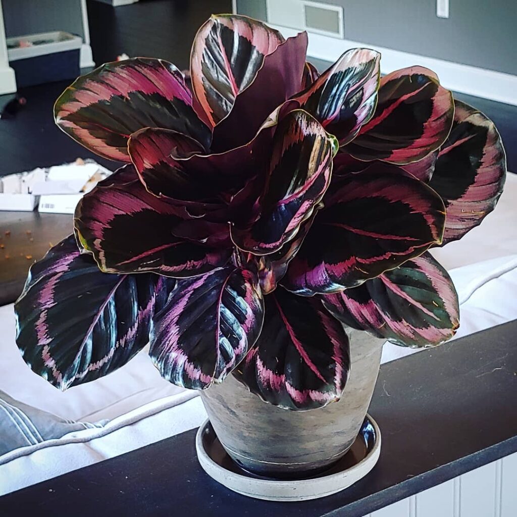 Calathea roseopicta Princess Jessie